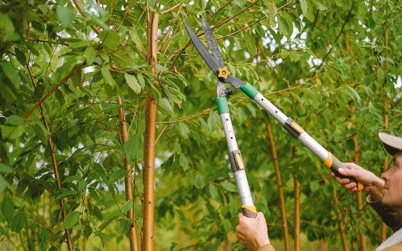 Tree trimming in Rivesville, WV