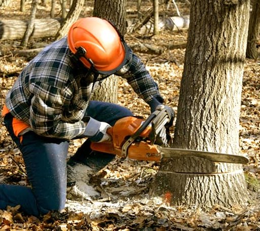 Tree Removal in Rivesville, WV